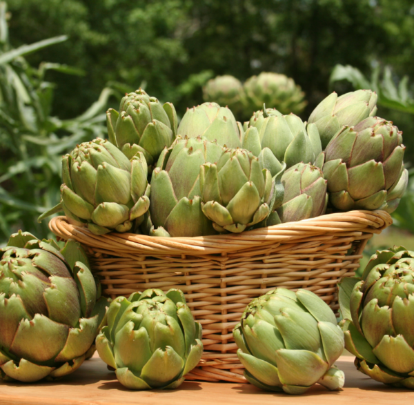 Artichoke 400 GM