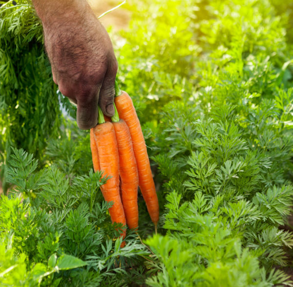 Carrots 400 GM