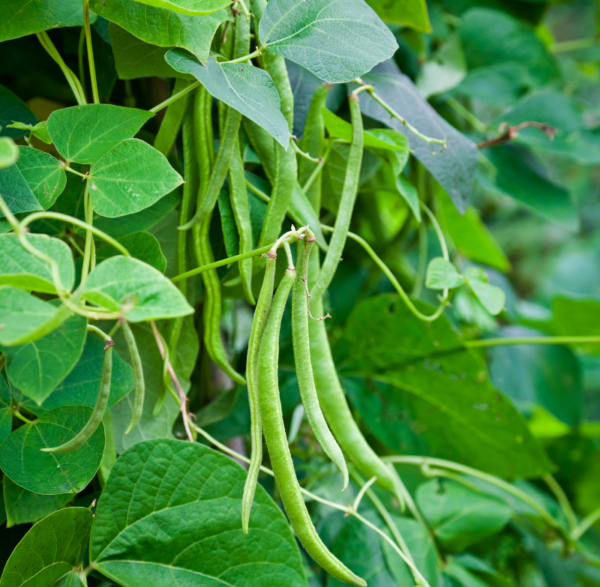 Green Beans 400 GM