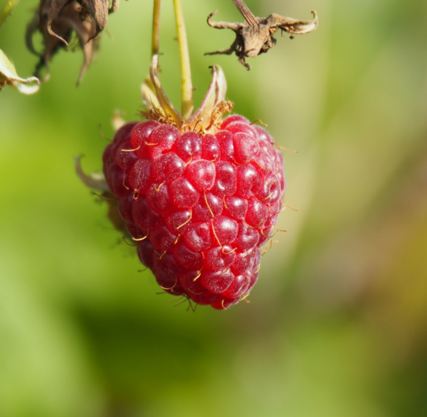 Mix Berries 400 GM