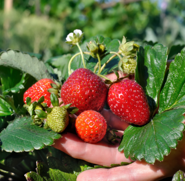 Strawberries 400 GM